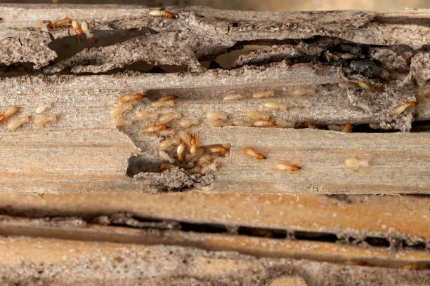 Spider Control Near Me in Lovelock, NV